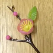 momoの画像