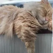 あおの画像