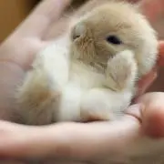 KAの画像