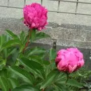 mamin☆の画像