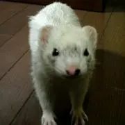 nyorobonの画像