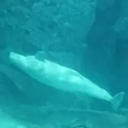ぽぽの画像
