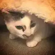 くろまこの画像