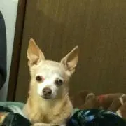 リュウ