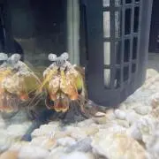 まりもの画像