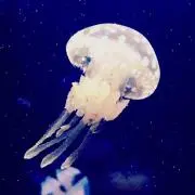 Chitoぽん   プロフ必読‼︎