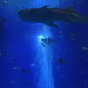 あーりの画像