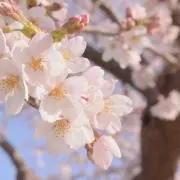 mioの画像