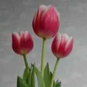 チューリップの画像