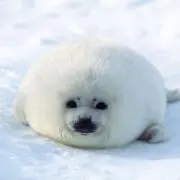 ごまの画像