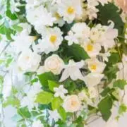 かきの画像