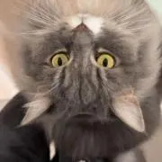 よしペルの画像
