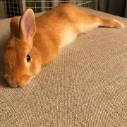 ゆうすけの画像