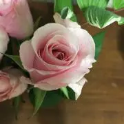 ポチの画像