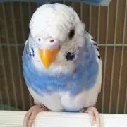 だんご