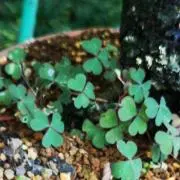 ちた丸
