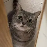 れいの画像
