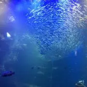 KM☆KTの画像