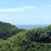 クロの画像