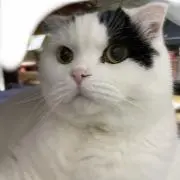 しゃりの画像