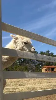 アルパカの画像