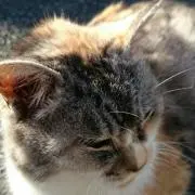 ぽちの画像
