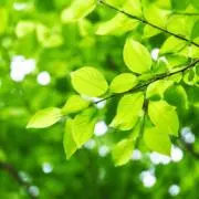 カフェオレ★即日発送★の画像