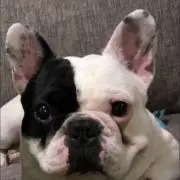 バーディ