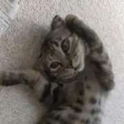 ・けーちん