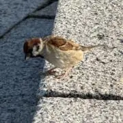 こーの画像