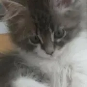 Ranの画像