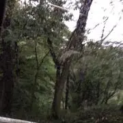 鯨の画像