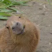 ぽんずの画像