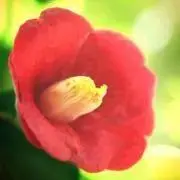 山椿の画像