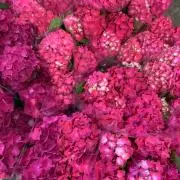 Roseの画像