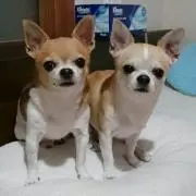 しょこたん