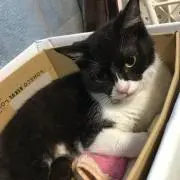 さくちゃん