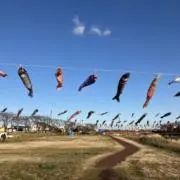 ぴーの画像