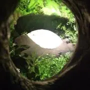 さやか