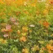 Cosmos