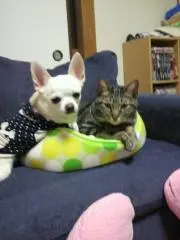 もとの画像