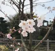 さや