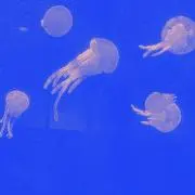 ぴょん太の画像