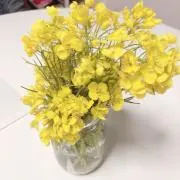 クマの画像