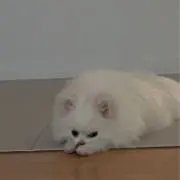 キムチの画像