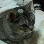 もふもふฅ^•ω•^ฅの画像