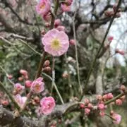 ももちゃんの画像