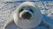 あまぐりの画像