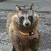 どら