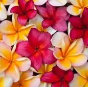 plumeria【おまとめ割引実施中！】の画像